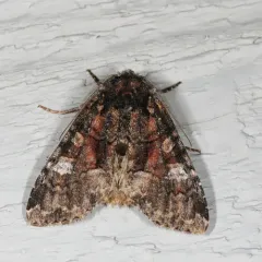 Wandering Brocade Moth thumbnail 1