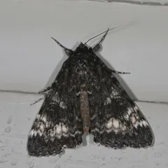 Briseis Underwing Moth thumbnail 4