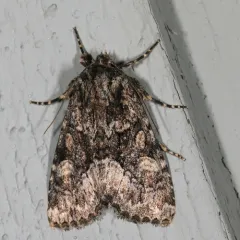 Adorable Brocade Moth thumbnail 2