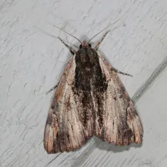 Ultronia Underwing thumbnail 4