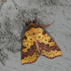 Pink-banded Sallow thumbnail 4