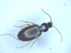 Agonum palustre thumbnail 2