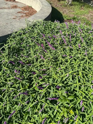 Mexican Bush Sage