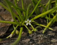 delta mudwort thumbnail 2
