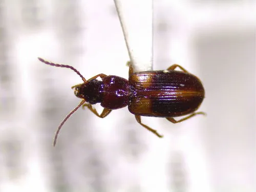 Midday Harp Ground Beetle