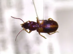 Midday Harp Ground Beetle thumbnail 1