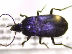 Chlaenius purpuricollis thumbnail 1