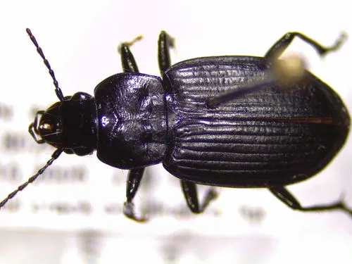 Diplocheila oregona