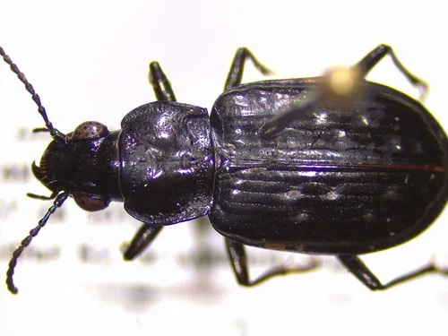 Dimpled Marsh Beetle