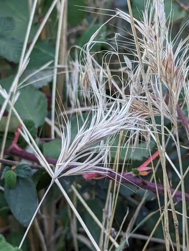 Red Brome