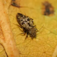 Pteroxanium kelloggi thumbnail 4