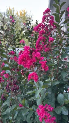 Crape-myrtle thumbnail 3