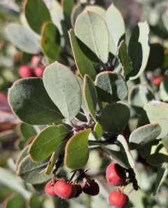hoary manzanita thumbnail 3