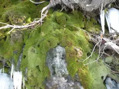 Verdigris Tufa-moss thumbnail 4