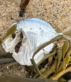 Atlantic Moonfish thumbnail 1