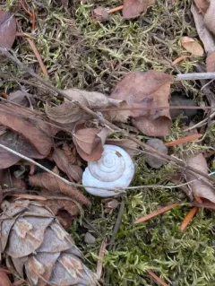 Rocky Mountainsnail thumbnail 2