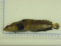 Fourline Snakeblenny thumbnail 4