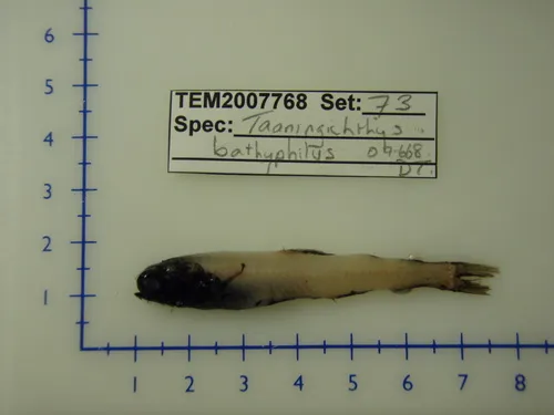 Deepwater Lanternfish