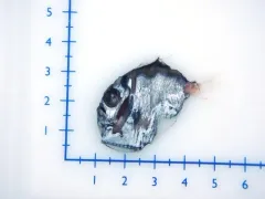 Oblique Hatchetfish thumbnail 3