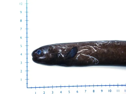 Pugnose Eel