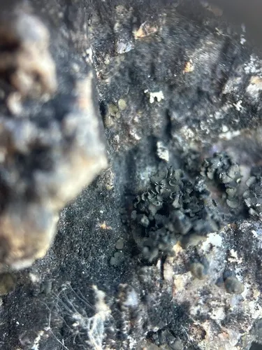 Peltula bolanderi