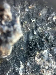 Peltula bolanderi thumbnail 1