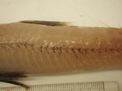 Blackfin waryfish