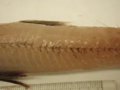 Blackfin waryfish thumbnail 1