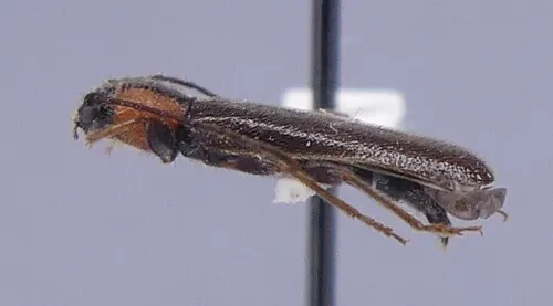 Phymatodes maculicollis