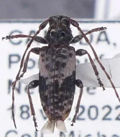 Pogonocherus parvulus thumbnail 3