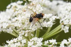 Euclytia flava thumbnail 2