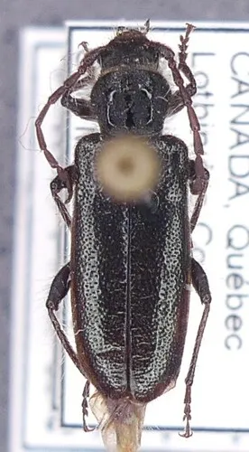 Semanotus terminatus