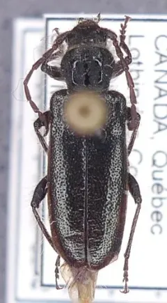 Semanotus terminatus thumbnail 1