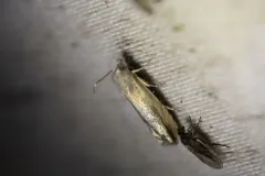 Eucosma kiscana thumbnail 4