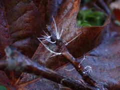 Mycena subvitrea thumbnail 2