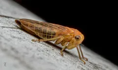 Populicerus duzeei thumbnail 2