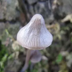 Iodine Bonnet thumbnail 4