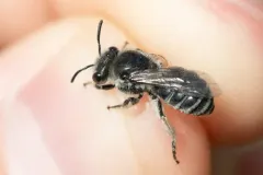 Short-horned Cellophane Bee thumbnail 2