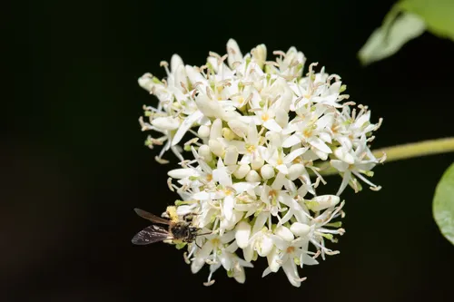 Fragile Miner Bee