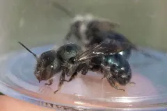 Osmia simillima thumbnail 2