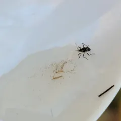Microvelia americana thumbnail 1