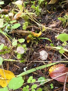 Rhizomarasmius undatus thumbnail 1