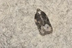 Acleris clarkei thumbnail 2