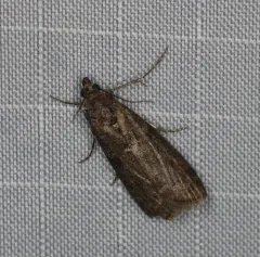 Speckled Black Pyla Moth thumbnail 4