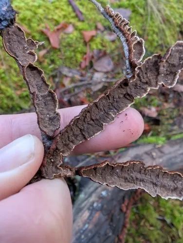 willow glue