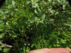 marsh bluegrass thumbnail 2