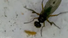 Campsicnemus claudicans thumbnail 3