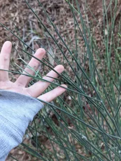 Spanish Broom thumbnail 2