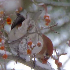 Pine Grosbeak thumbnail 2