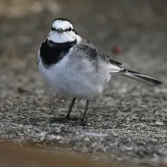 White Wagtail thumbnail 3